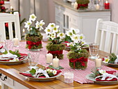 Christmas table decoration with Helleborus niger (Christmas roses)