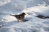 Buchfink (Fringilla coelebs) im Schnee