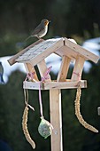 Small bird feeder with robin (Erithacus rubecula)