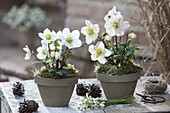 Helleborus niger (Christmas roses) in clay pots, small bouquet of Galanthus