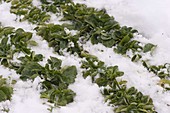 Corn salad (Valerianella locusta) in the snow