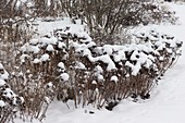 Snowy bed with Sedum (stonecrop)