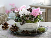 Cyclamen persicum (cyclamen) in soup tureen