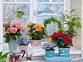 Flower window with Begonia elatior, Muehlenbeckia complexa