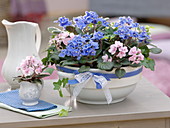Planting a soup tureen with African violets (2/2)