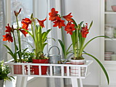 Hippeastrum vittatum 'Kolibri' (amaryllis)