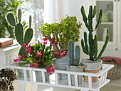 Cacti and succulents: Opuntia pailana, Schlumbergera