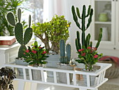 Cacti and succulents: Opuntia pailana, Euphorbia milii 'Vulcano''