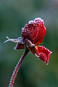 Rose 'Prospero' mit Frost