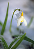 Galanthus Nivalis (Ray Cobb) im Schnee