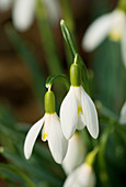 Galanthus nivalis 'Blonde Inge'