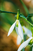 Unbenanntes Schneeglöckchen Galanthus.