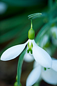 Galanthus 'Fieldgate Superb'