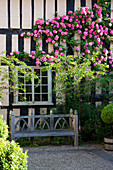 WOLLERTON Old HALL, SHROPSHIRE: SOUTH WALL of THE HOUSE with WOODEN BENCH AND Rosa 'ZEPHERINE DROUHIN'