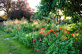 THE GRAY HOUSE, OXFORDSHIRE, DESIGNED by Tim REES. HERBACEOUS BORDER IN SUMMER with BACKLIT STIPA TENUISSIMA AMD POPPIES