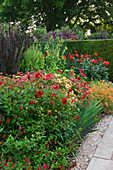 WOLLERTON Old HALL, SHROPSHIRE: LANHYDROCK Garden Hot BORDER with Salvia 'CERRO POTOSI' AND DAHLIA 'RAGGED ROBIN' IN FOREGROUND. DAHLIA NEAR HEDGE IS 'GRENADIER'