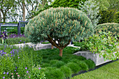 CHELSEA FLOWER Show 2009: THE DAILY TELEGRAPH Garden by ULF NORDFJELL. Detail of CLIPPED PINUS SYLVESTRIS 'WATERERI' UNDERPLANTED with GRASSES