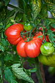 Nahaufnahme einer großen Beefsteak-Tomate an der Rebe
