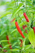 Nahaufnahme von Chili 'Obrá Indian Pepper G4'