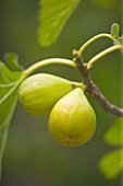 Gelbe Früchte der Feige (Ficus carica) Feige 'Saint John's'