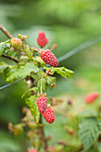 Rote Beeren der Taybeere, essbare Beeren