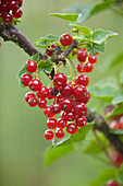 Clare MATTHEWS FRUIT Garden PROJECT: Red BERRIES of Red CURRANT 'JONKHEER Van TETS'. EDIBLE, FRUIT, BERRY