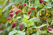 Clare MATTHEWS FRUIT Garden PROJECT: THE Red FRUITS of Tayberry - EDIBLE, BERRIES