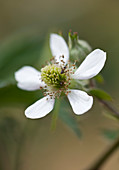 Nahaufnahme der Blüten der Brombeere 'Oregon Thornless'