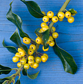 Nahaufnahme der gelben Beeren der Stechpalme (Ilex aquifolium) 'Bacciflava'