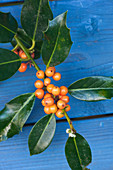 Highfield HOLLIES, Hampshire - CLOSE UP of THE Orange BERRIES of THE HOLLY - ILEX Amber