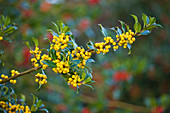 Gelbe Beeren der Stechpalme (Ilex bacciflava)