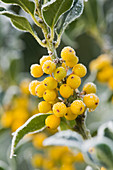 Gelbe Beeren der Stechpalme (Ilex bacciflava)