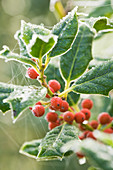 Highfield HOLLIES, Hampshire - Red FROSTY BERRIES of THE HOLLY - ILEX 'J C Van TOL'