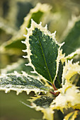 Mattierte Blätter der Ährigen Stechpalme (Ilex aquifolium) 'Handsworth New Silver'