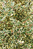 Mattierte Blätter der Stacheligen Stechpalme (Ilex aquifolium) 'Ferox Argentea'