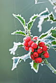 Highfield HOLLIES, Hampshire - FROSTED LEAVES AND Red BERRIES of THE HOLLY - ILEX AQUIFOLIUM 'Alaska'