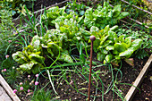 Barbara kennington Garden, Brighton