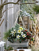 Winterfest bepflanzte Zink - Ampel : Helleborus niger (Christrose