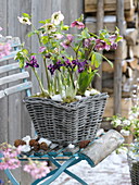 Basket with Helleborus orientalis, Iris histrioides 'George'