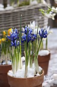Iris reticulata 'Harmony' (Netziris) mit Schnee im Ton-Topf