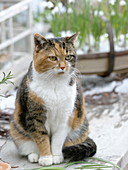 Katze Minka im Winter auf Holzbank
