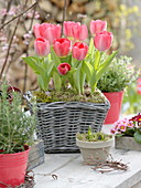 Basket with Tulipa 'Red Paradise' (tulips)