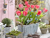Metal box with Tulipa 'Red Paradise' (tulips), Muscari