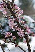 Viburnum bodnantense 'Dawn' (Winter flowering scented snowball)