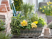 Herb box with rosemary (Rosmarinus), Primula acaulis (Primroses)