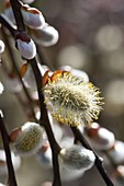 Blüte von Salix caprea (Kätzchenweide)