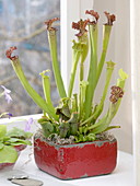Sarracenia alata, purpurea (tubular plants) and Dionaea