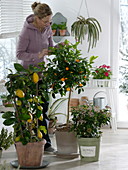 Conservatory with Citrus limon on the trellis, Citrofortunella
