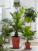 Palm trees in the room: Phoenix canariensis (date palm), Livistona