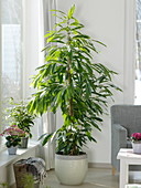 Ficus binnendijkii 'Amstel King', Benjamina 'Golden King' (indoor fig)